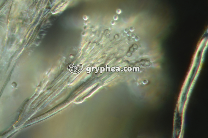 Penicillium - Conidiophore et conidies x160 - gryphea.com